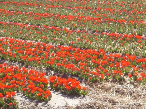 riesige Tulpenfelder im Frühjahr, oft auch direkt hinter dem Garten