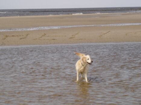 Hunde sind im Haus kostenlos willkommen