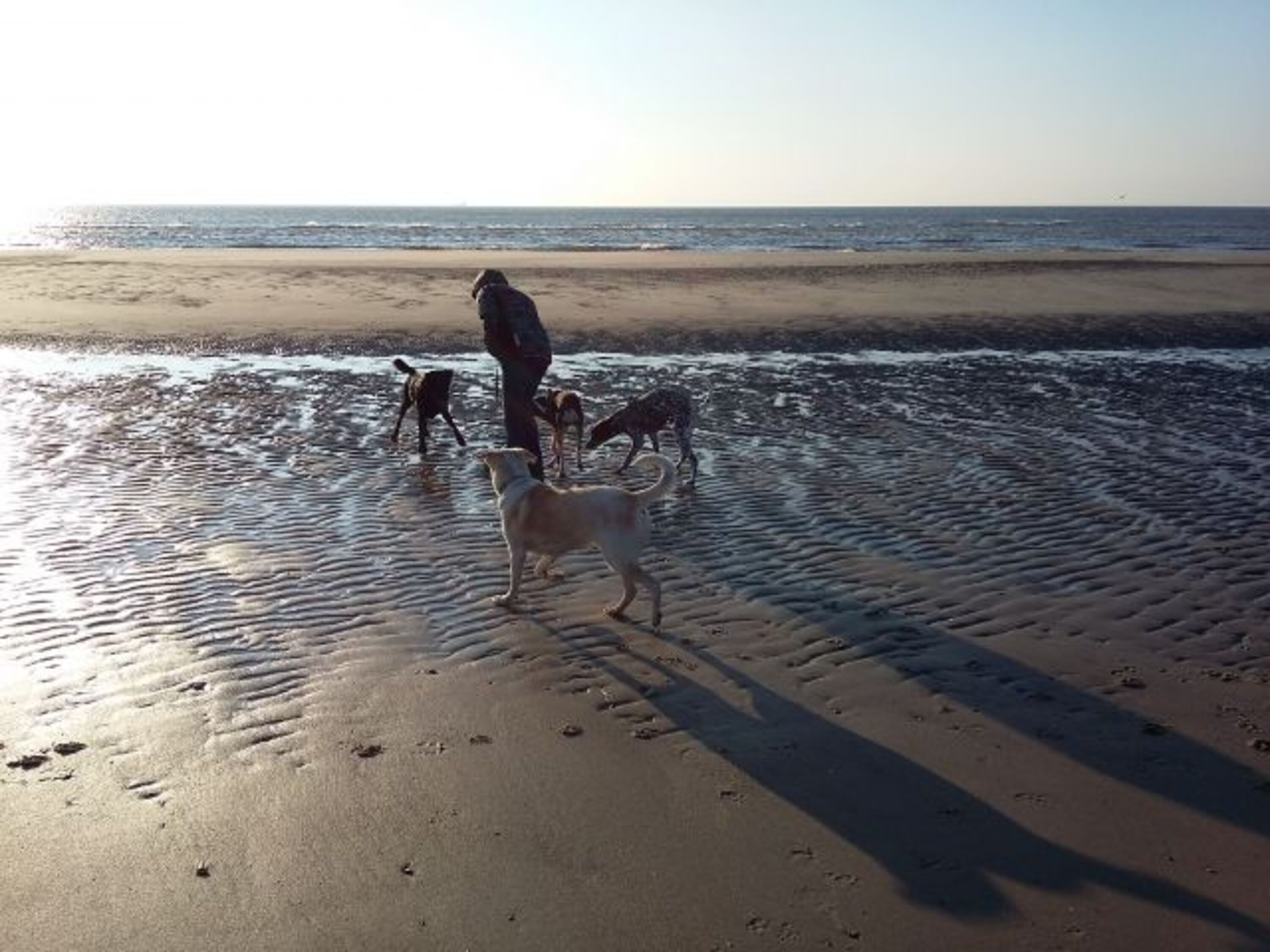 Hunde sind am allgemeinen Strand und im Haus willkommen (kostenlos)