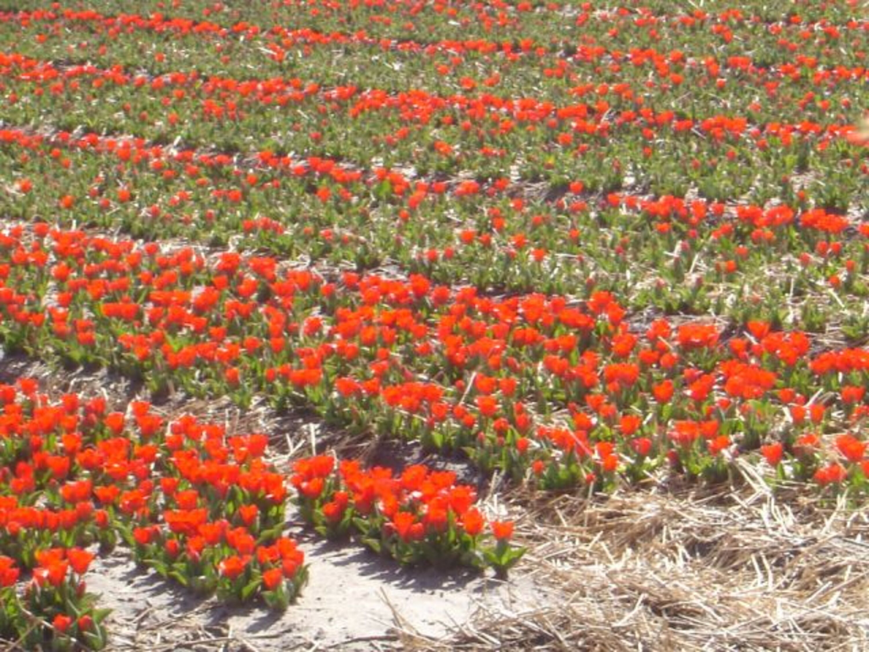 Feld hinter dem Haus