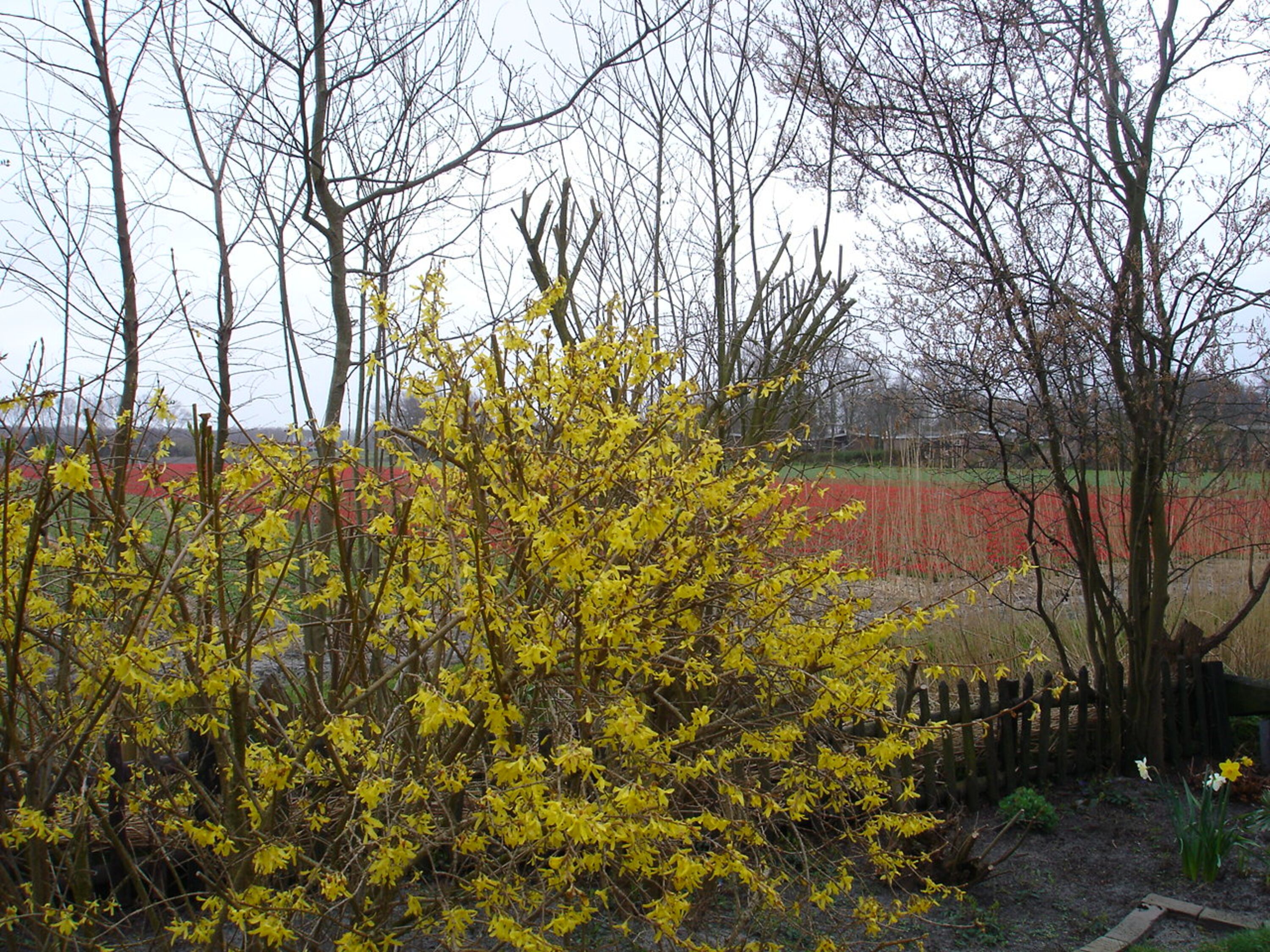 Garten und dahinterliegendes Feld