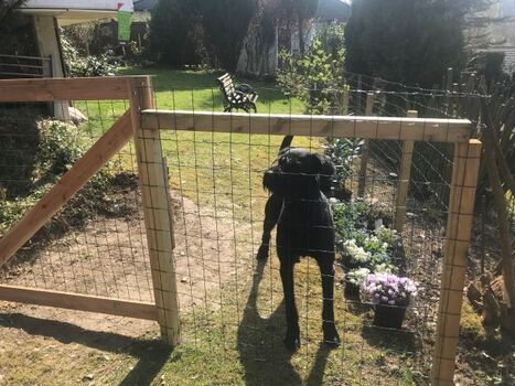 Hier passe ich auf! Der Garten ist kpl. eingezäunt