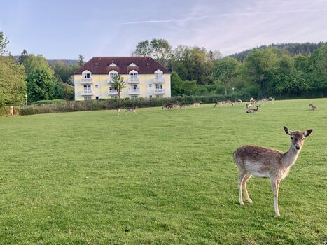 Rehgehege angrenzend an den Garten