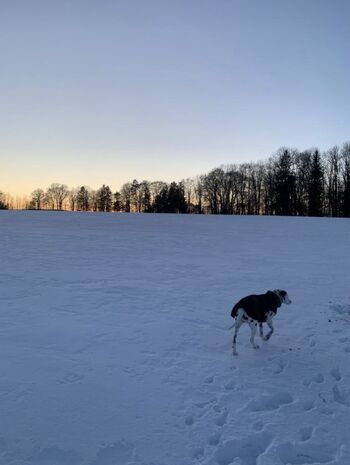 Hunde herzlich willkommen