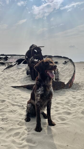 Ausflug zum Wrack am Ostende