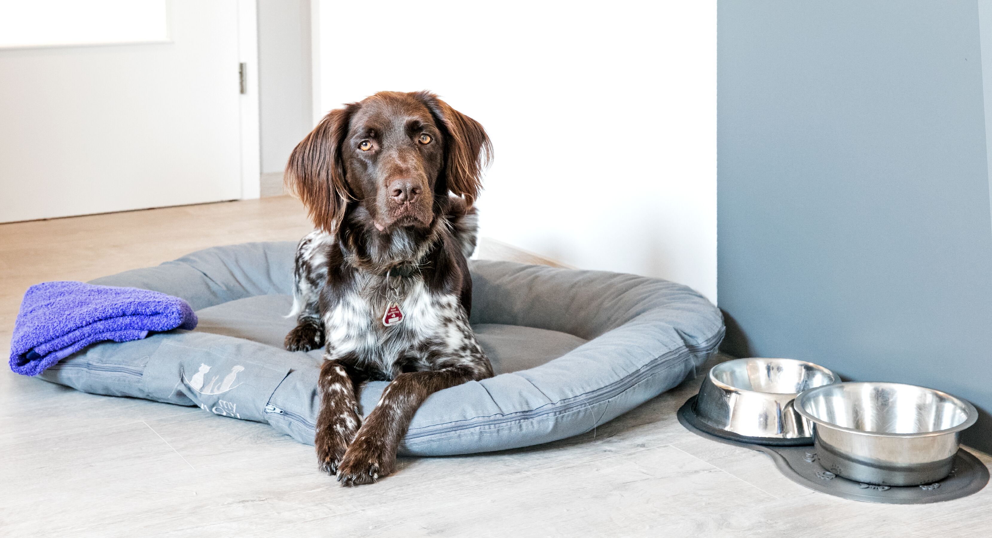 Hundeausstattung