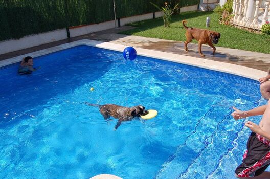 Hunde dürfen auch mal in den Pool