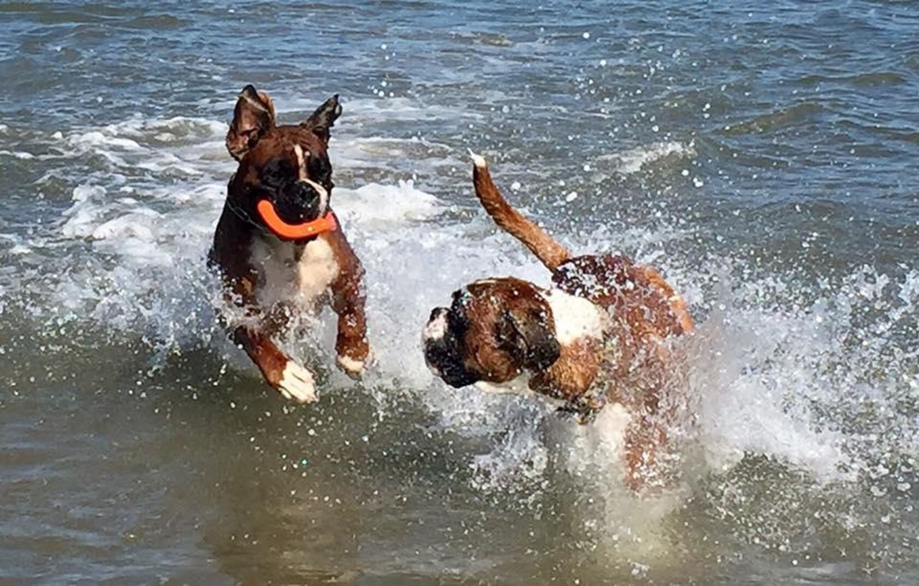 Boxer - Badespass im Meer