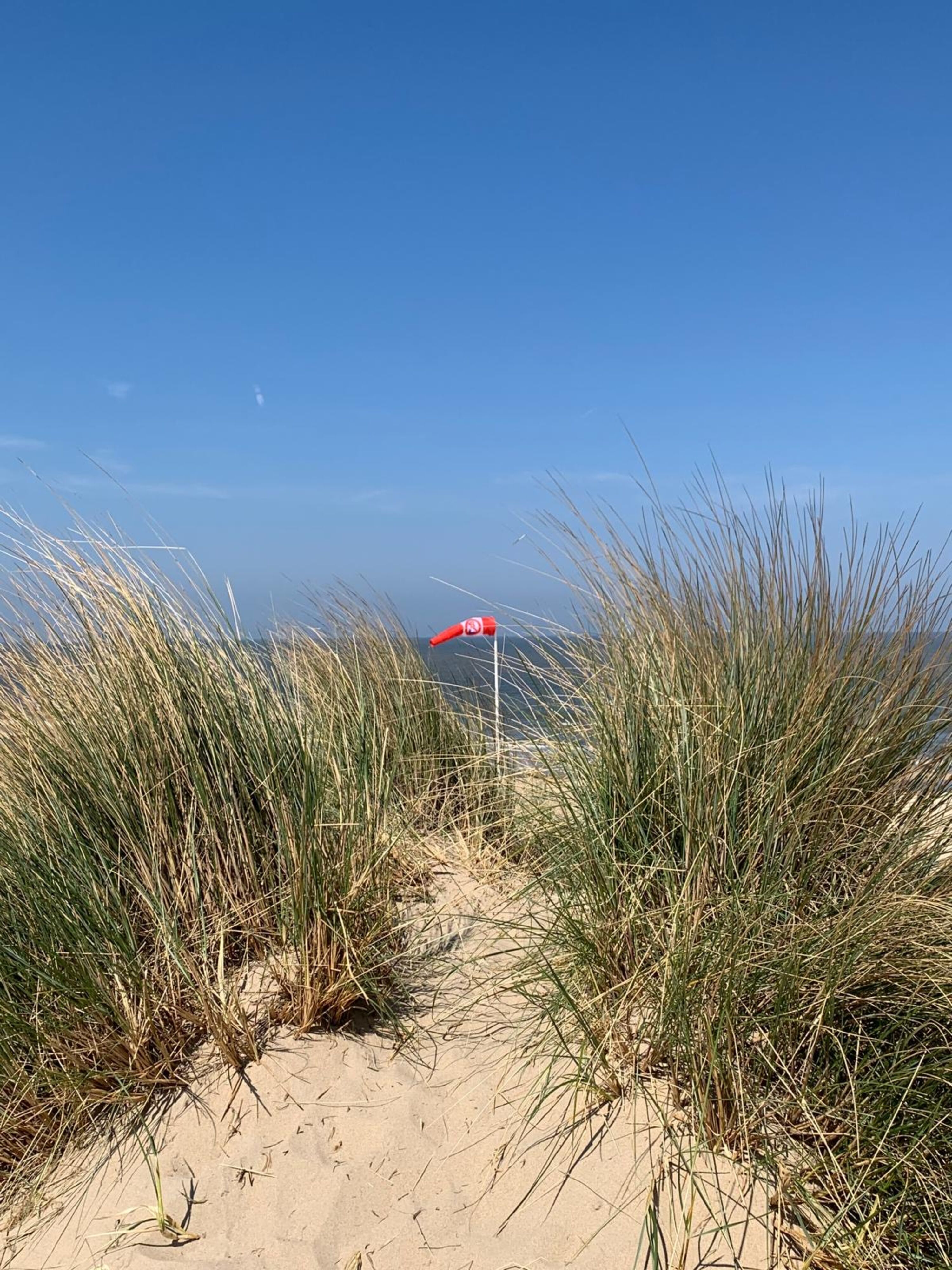 Dünengras