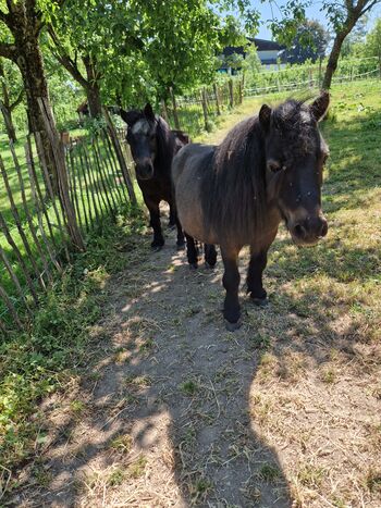 Minishettys zum striegeln und führen