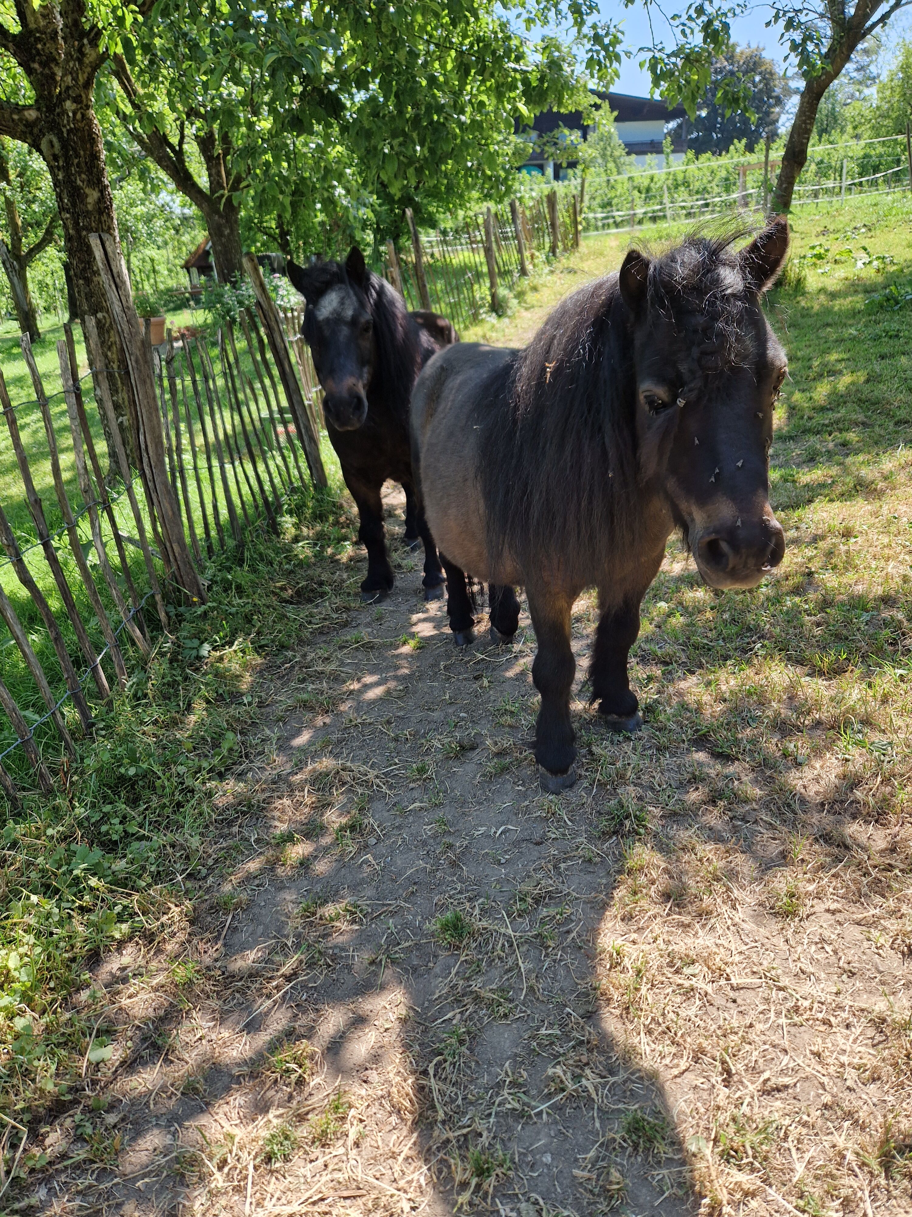 Minishettys zum striegeln und führen