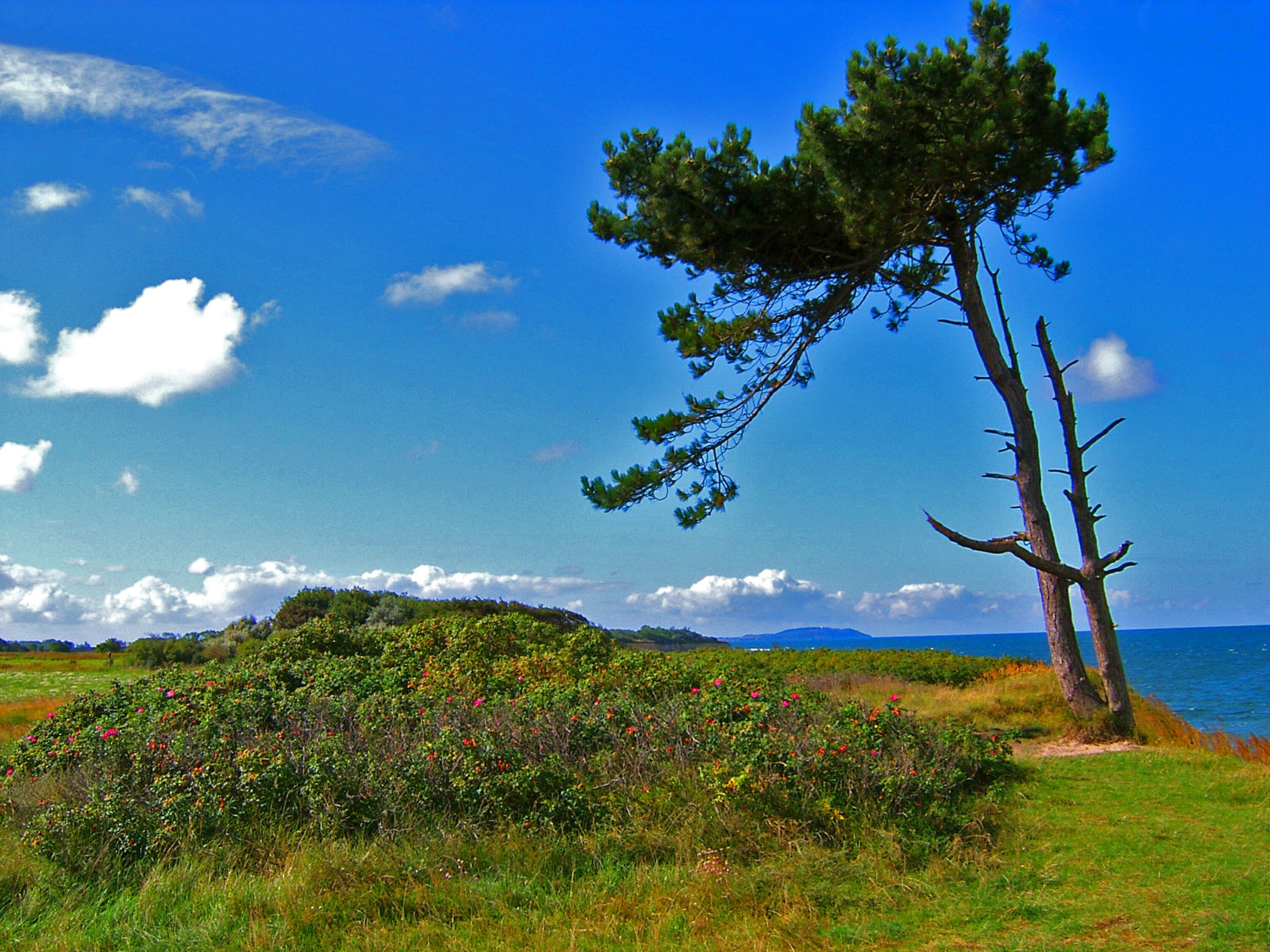 Heide