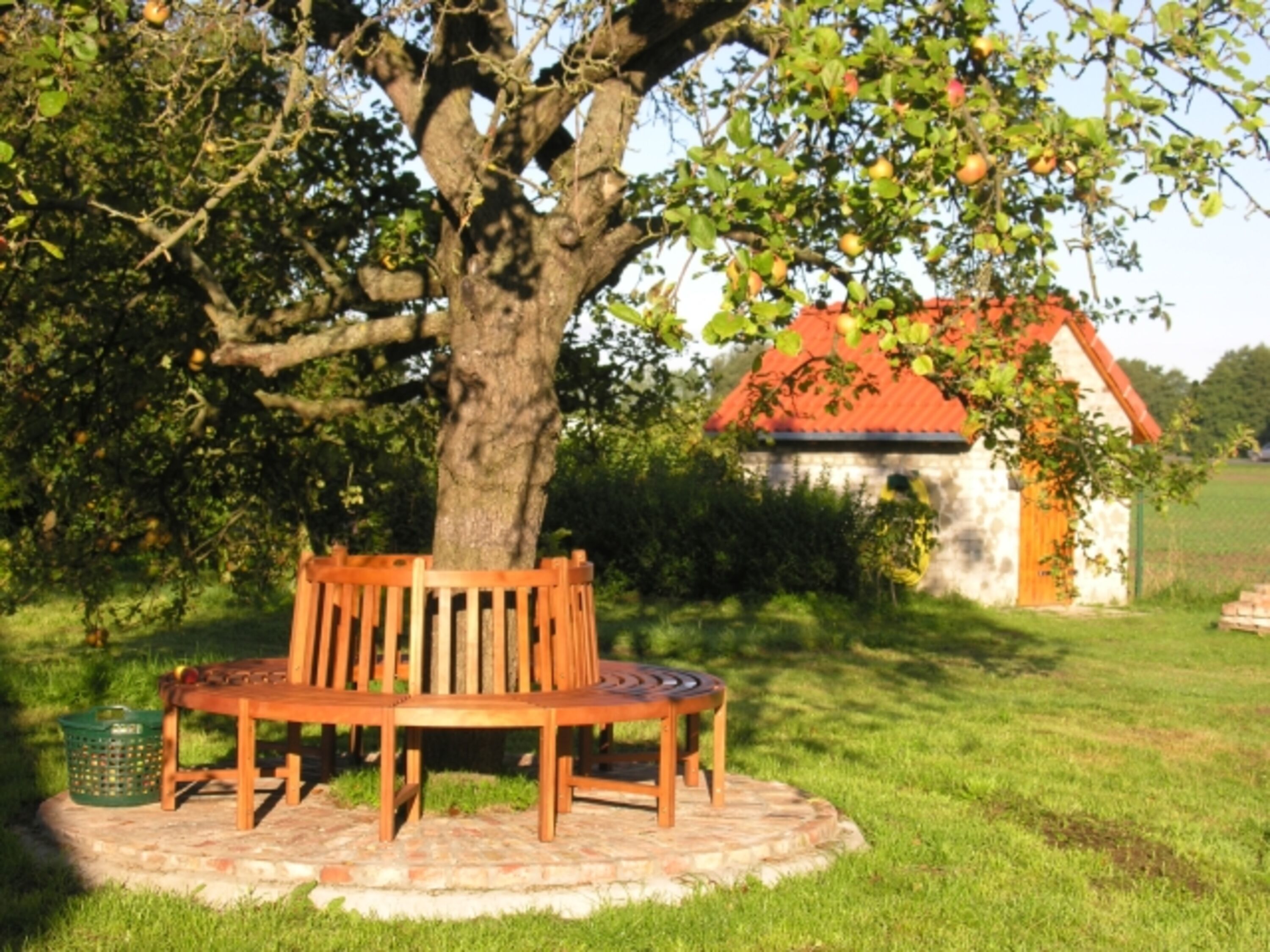 Herbstzeit am Apfelbaum vorm Haus