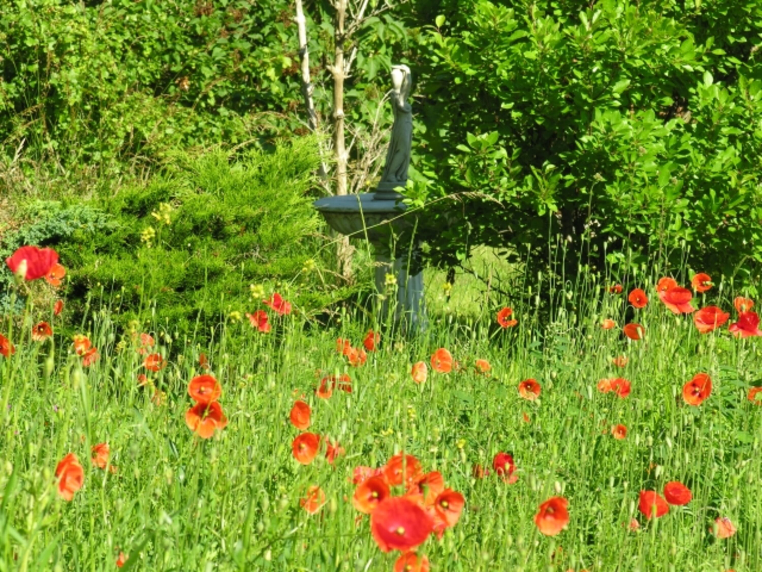 Klatschmohnblüte auf dem Grundstück