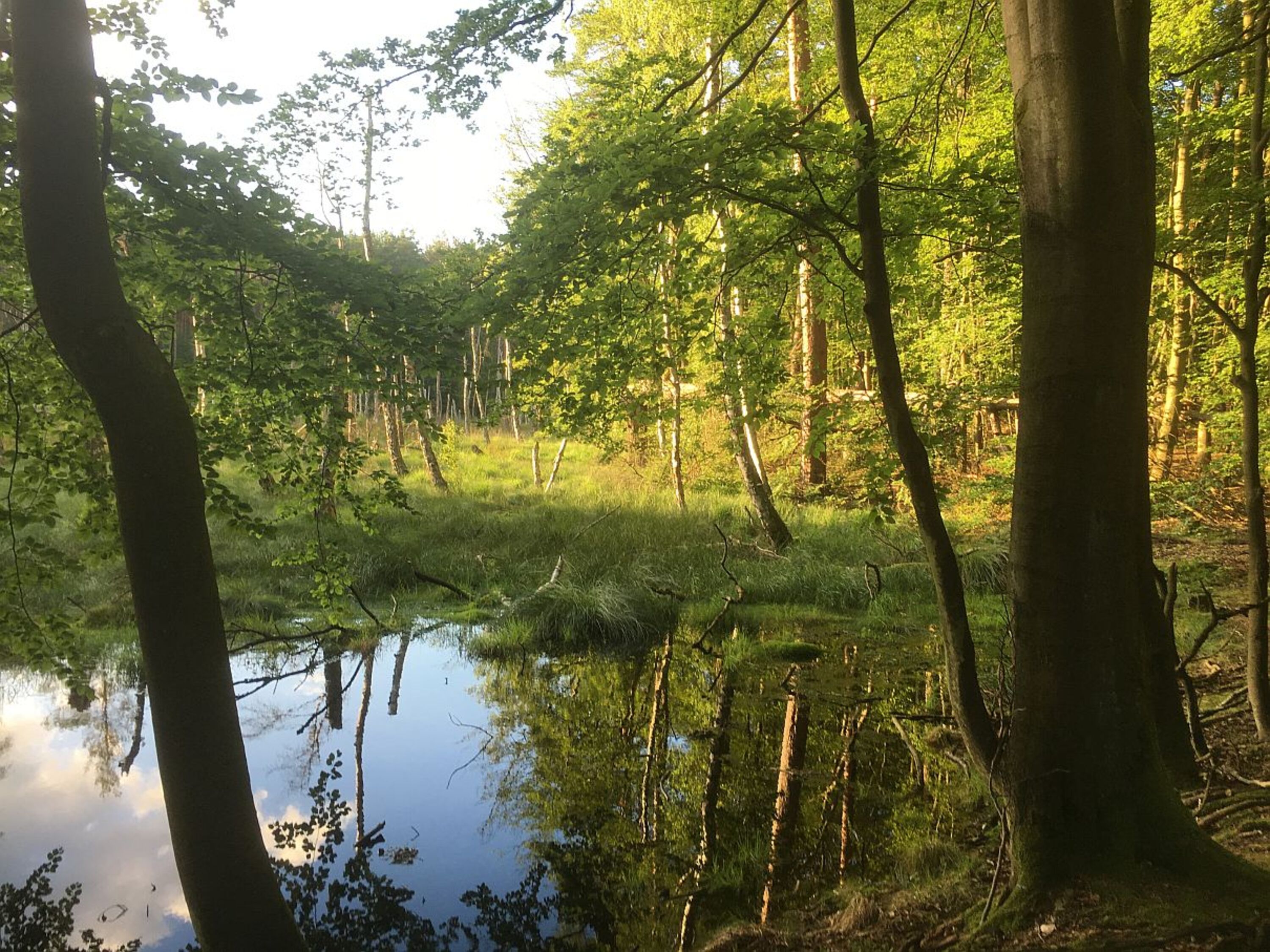 Moorsee