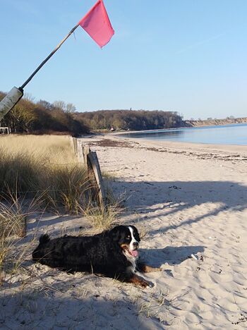 Großzügiger Hundestrand