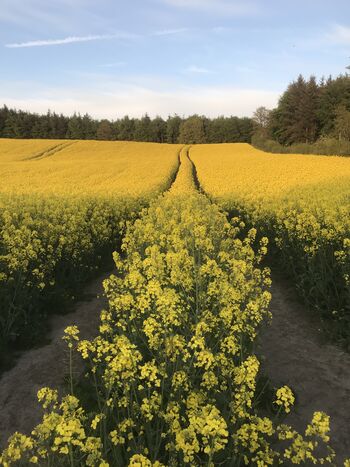 Rapsfelder nebenan