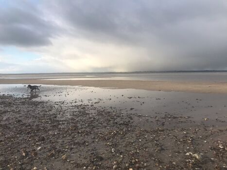 Hundestrand an der Ostsee