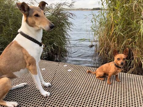 Faye und Cooper an der Schlei