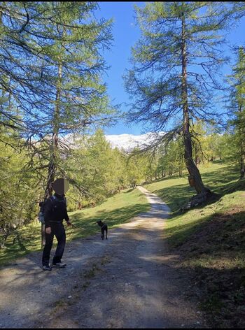 Spaziergang im nahegelegenen Lärchenwald rund um das Ferienhaus Mildner. Freier Blick auf die Berge und einen klaren Himmel über Heiligenblut. Gäste mit Hund finden hier ideale bedingungen für entspannte Auszeiten in der Natur.
