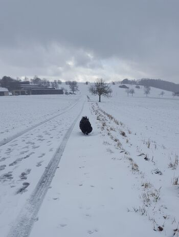 Winter in Zainingen