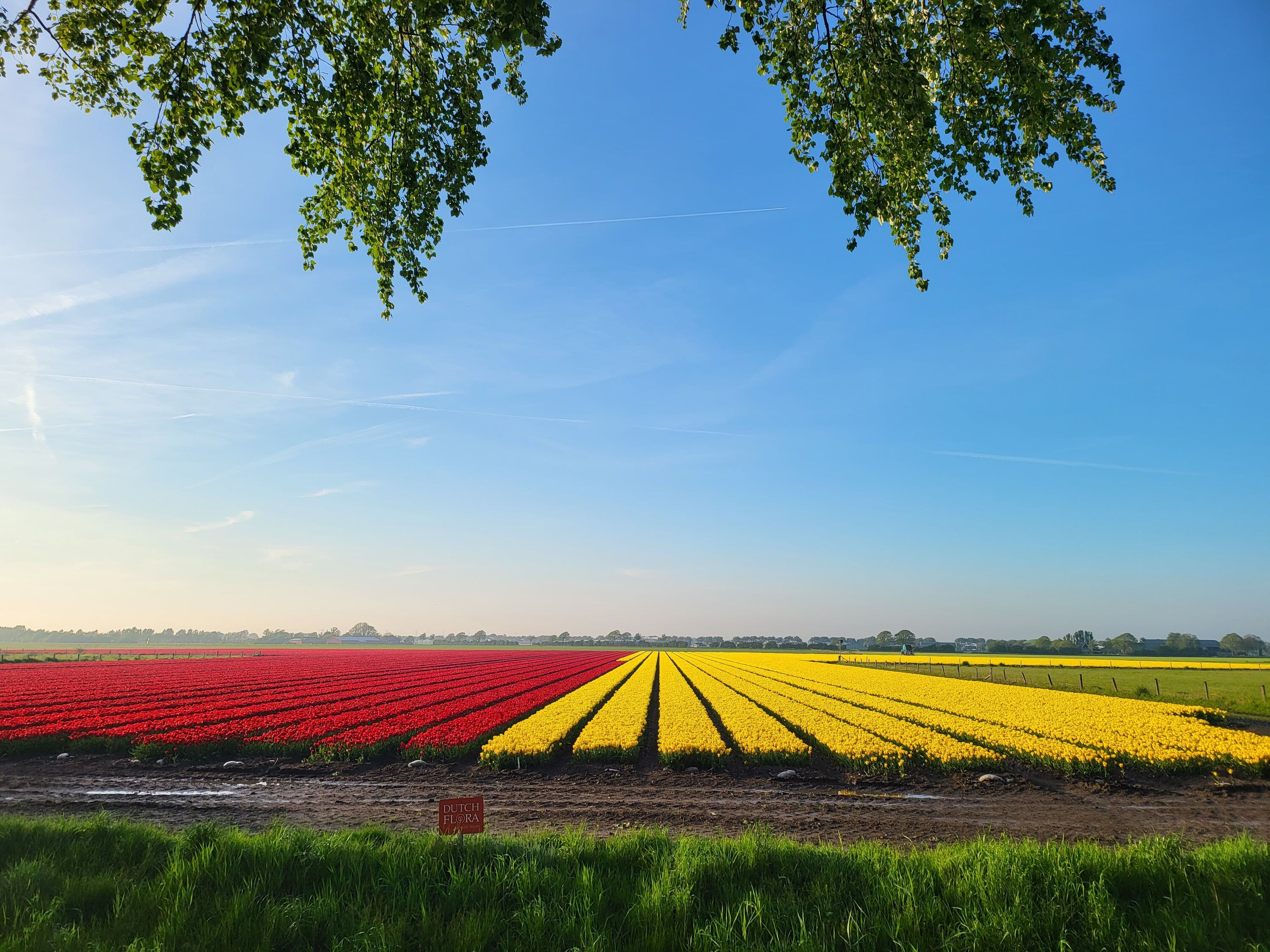 Tulpenfelder im Frühjahr