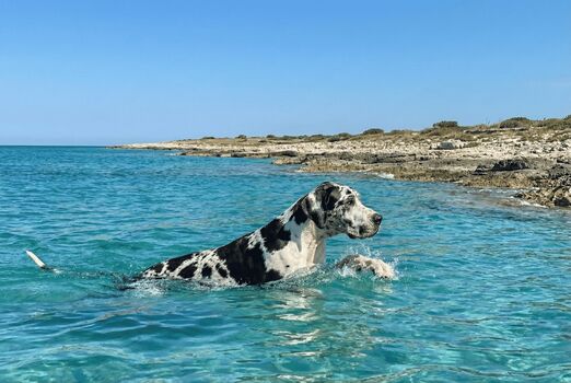 Urlaub in Süditalien nur 70 Meter vom Meer entfernt mit Hun ...