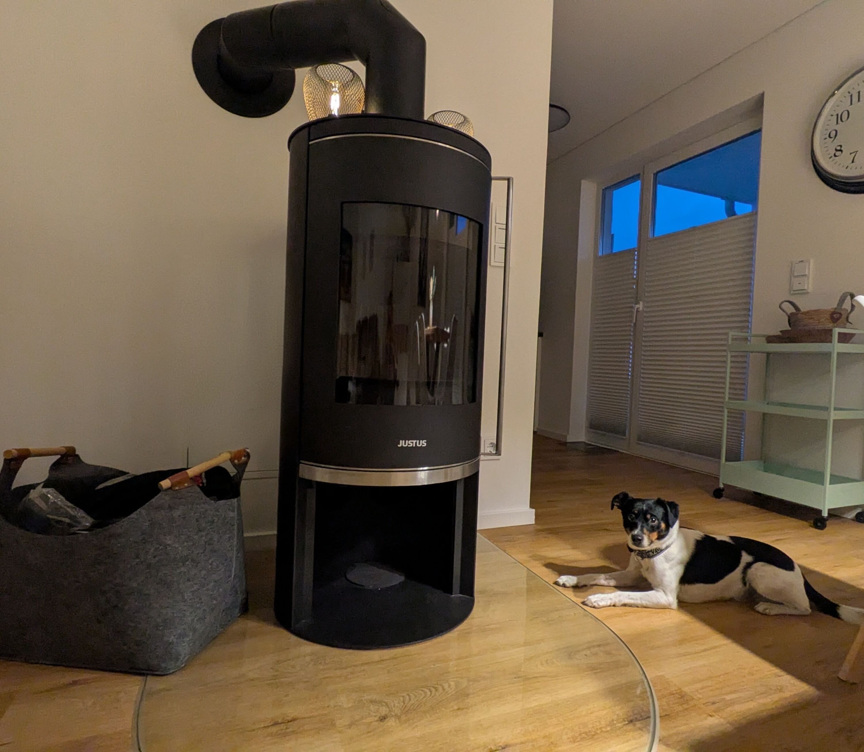 Hund fühlt sich Pudelwohl