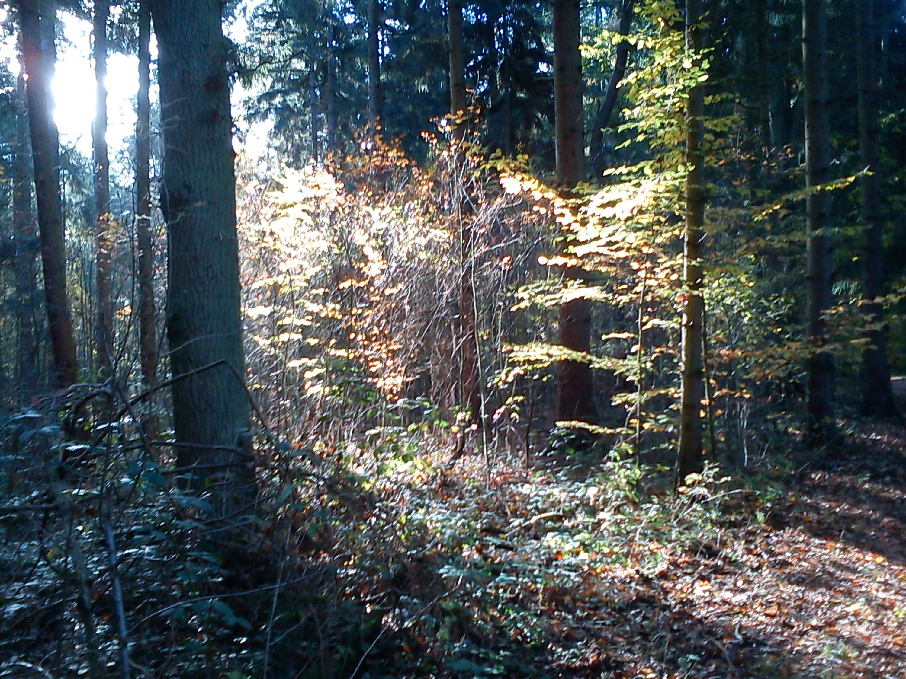 Naturschutzgebiet Lanken