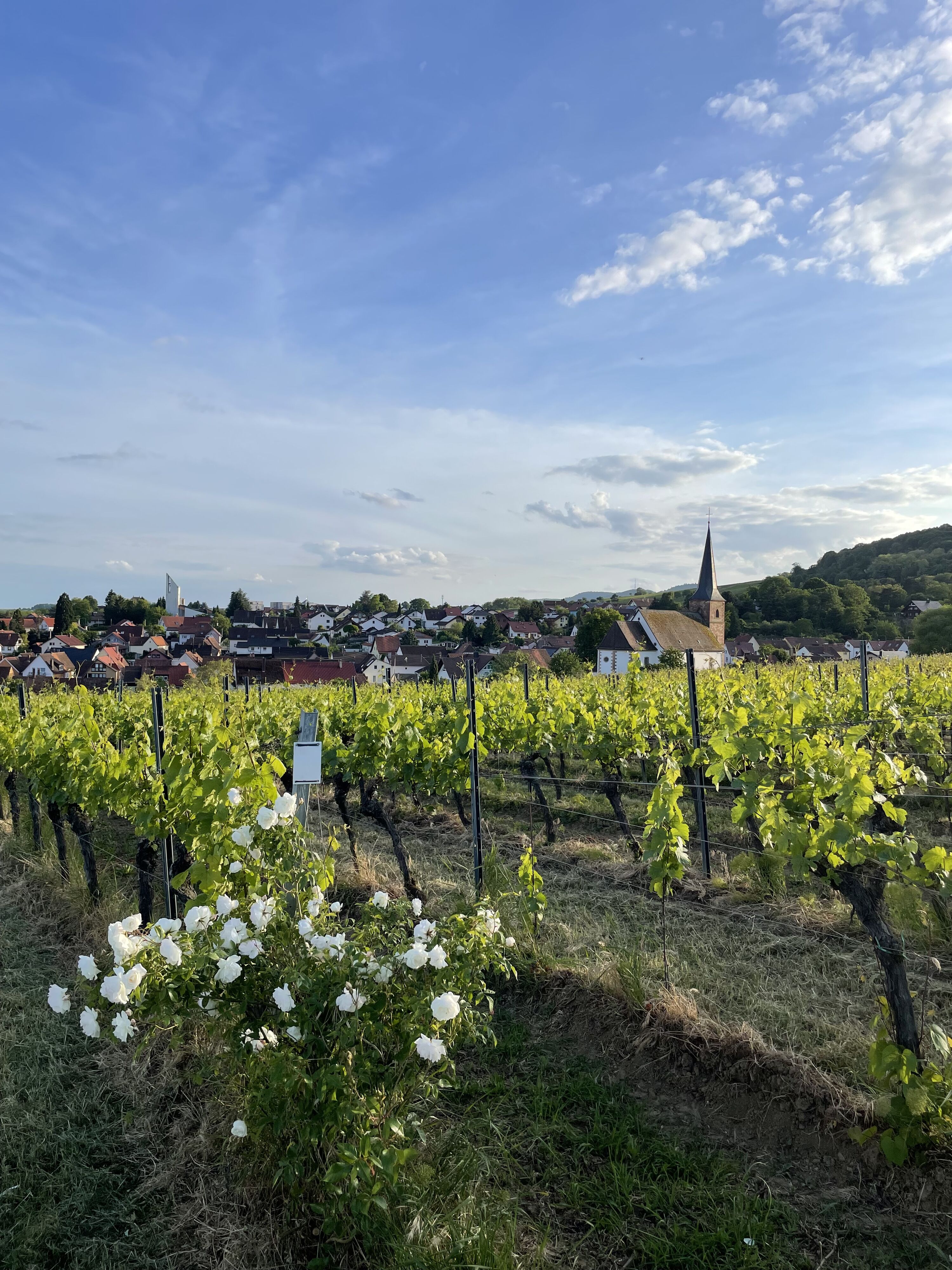 Bild 19