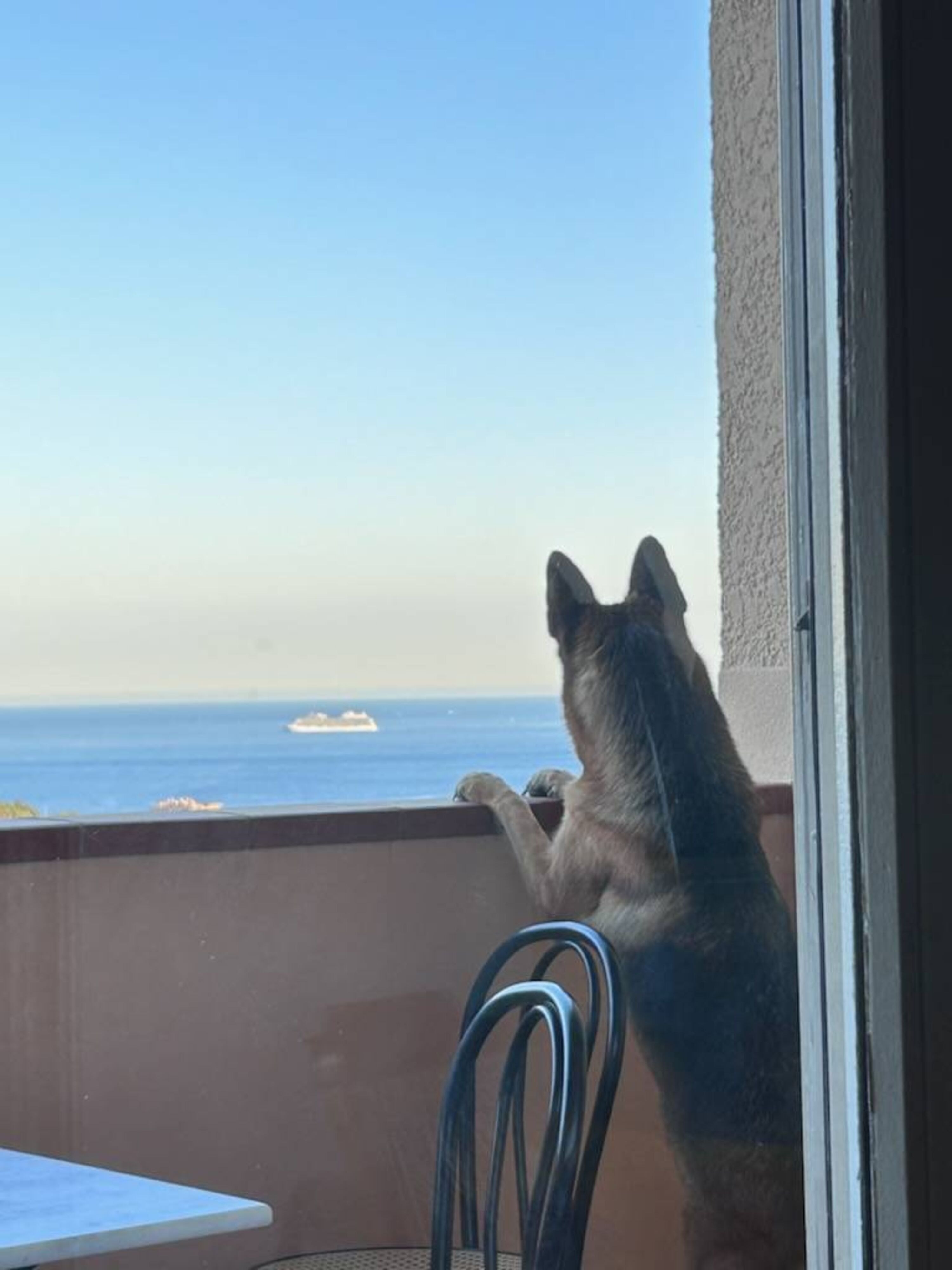Tolle Ferien mit Hunde