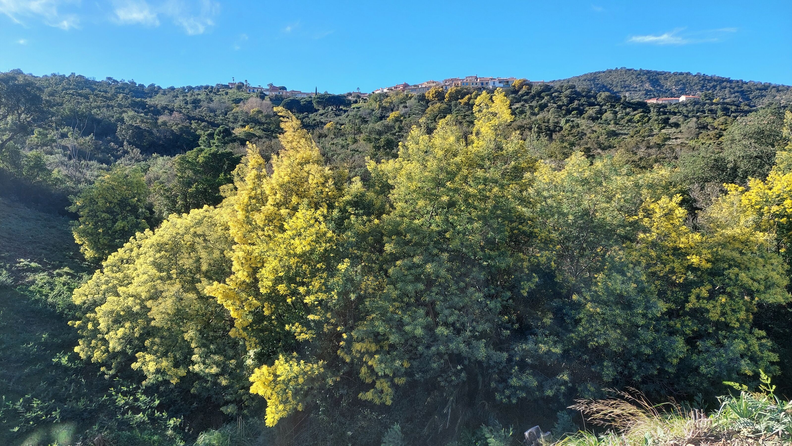 Mimosas an der Côte d'Azur von Januar bis März