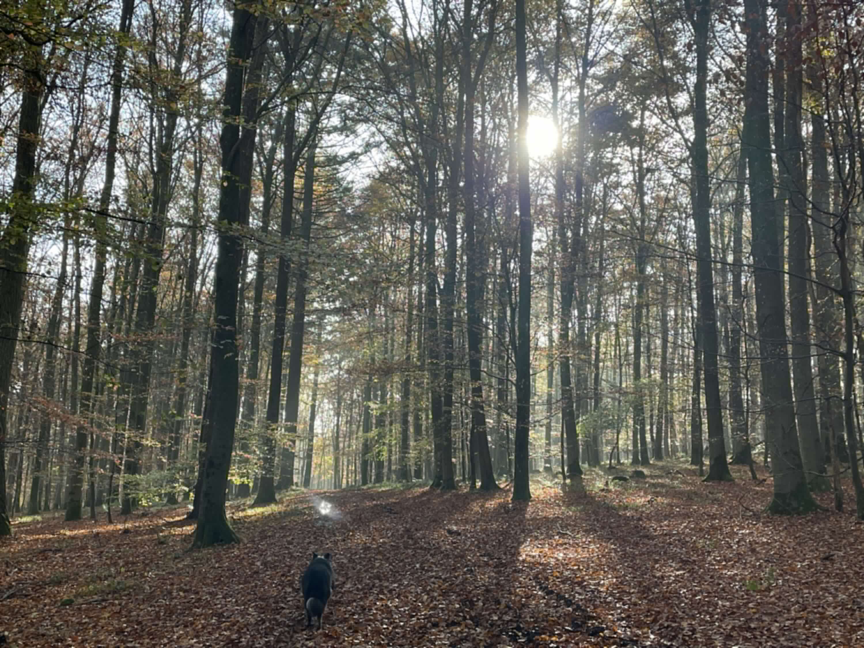 Wald fußläufig