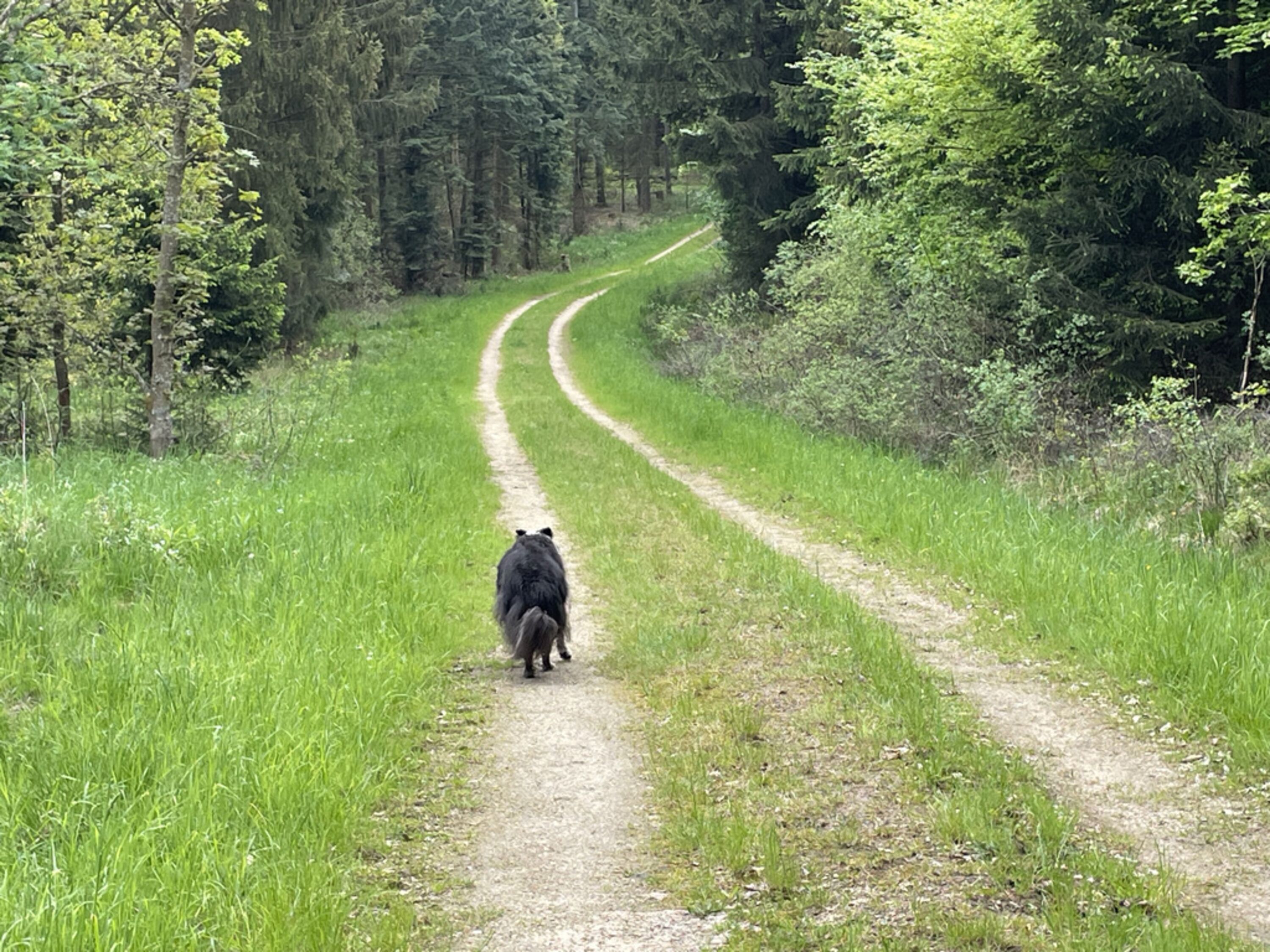 Wald in Bongard