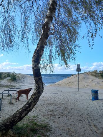 zum Hundestrand
