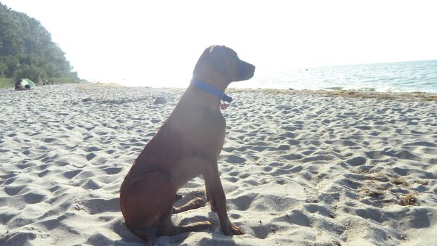 Hundestrand am Teufelstein Lubminin