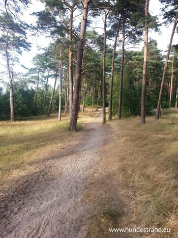 Kiefernwald am Hundestrand