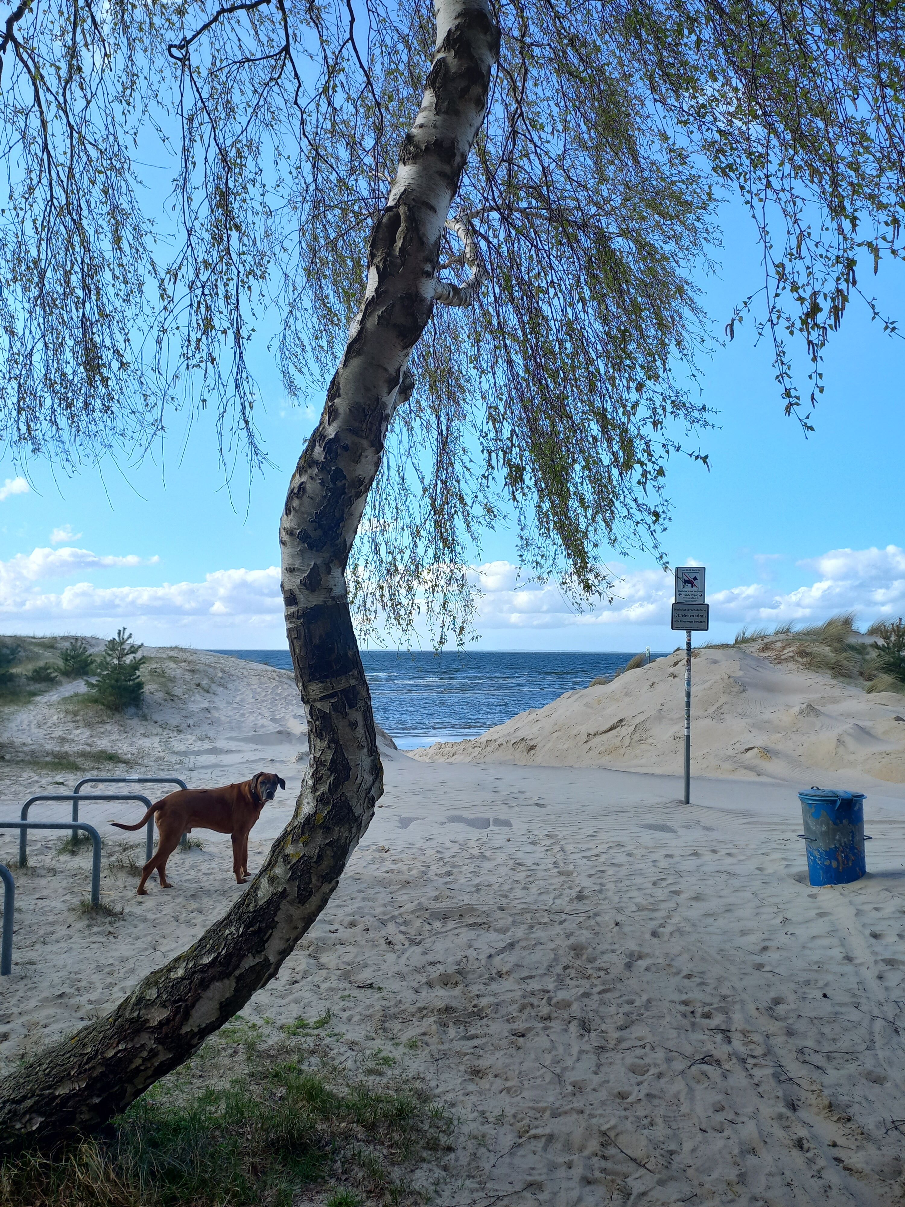 zum Hundestrand