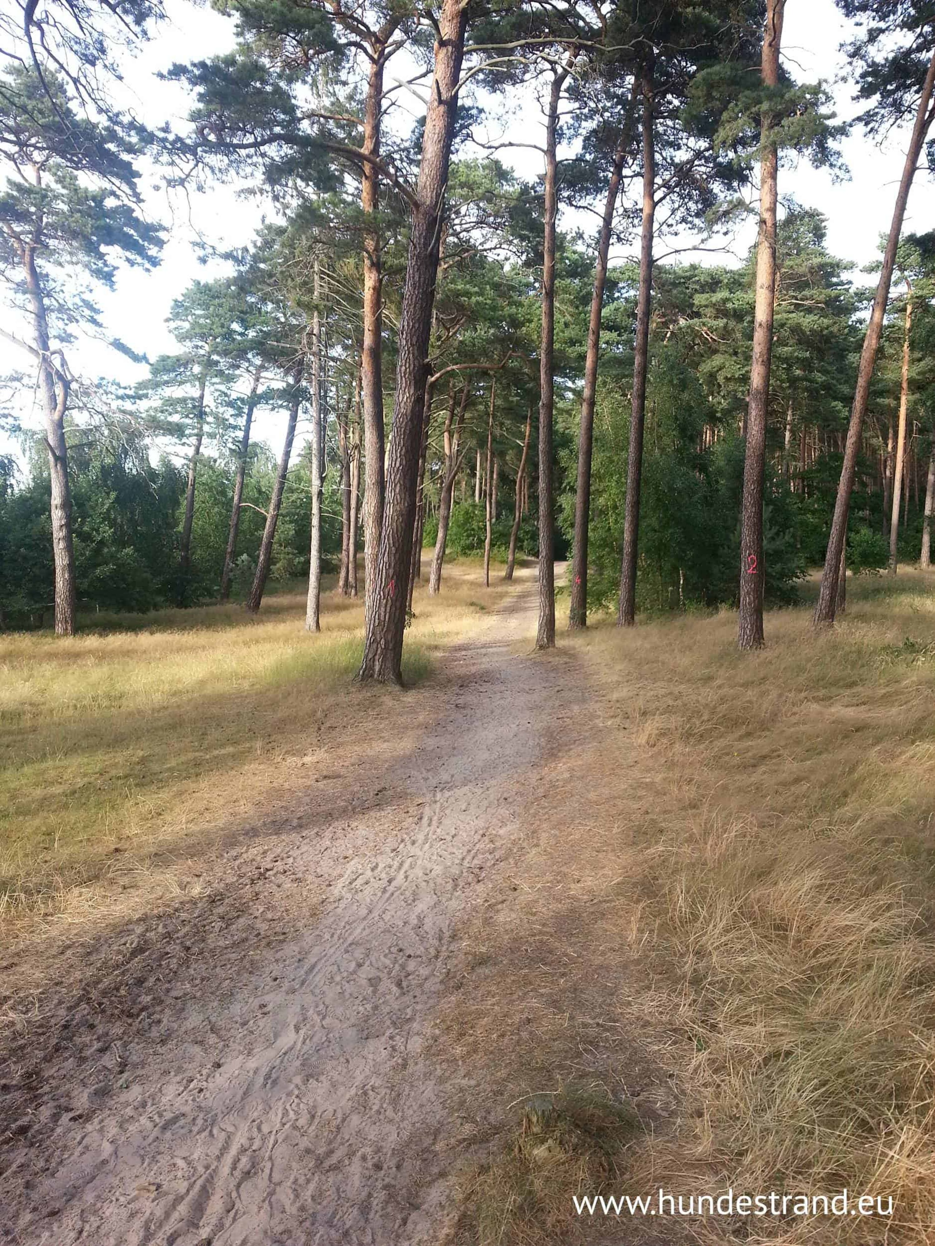 Kiefernwald am Hundestrand