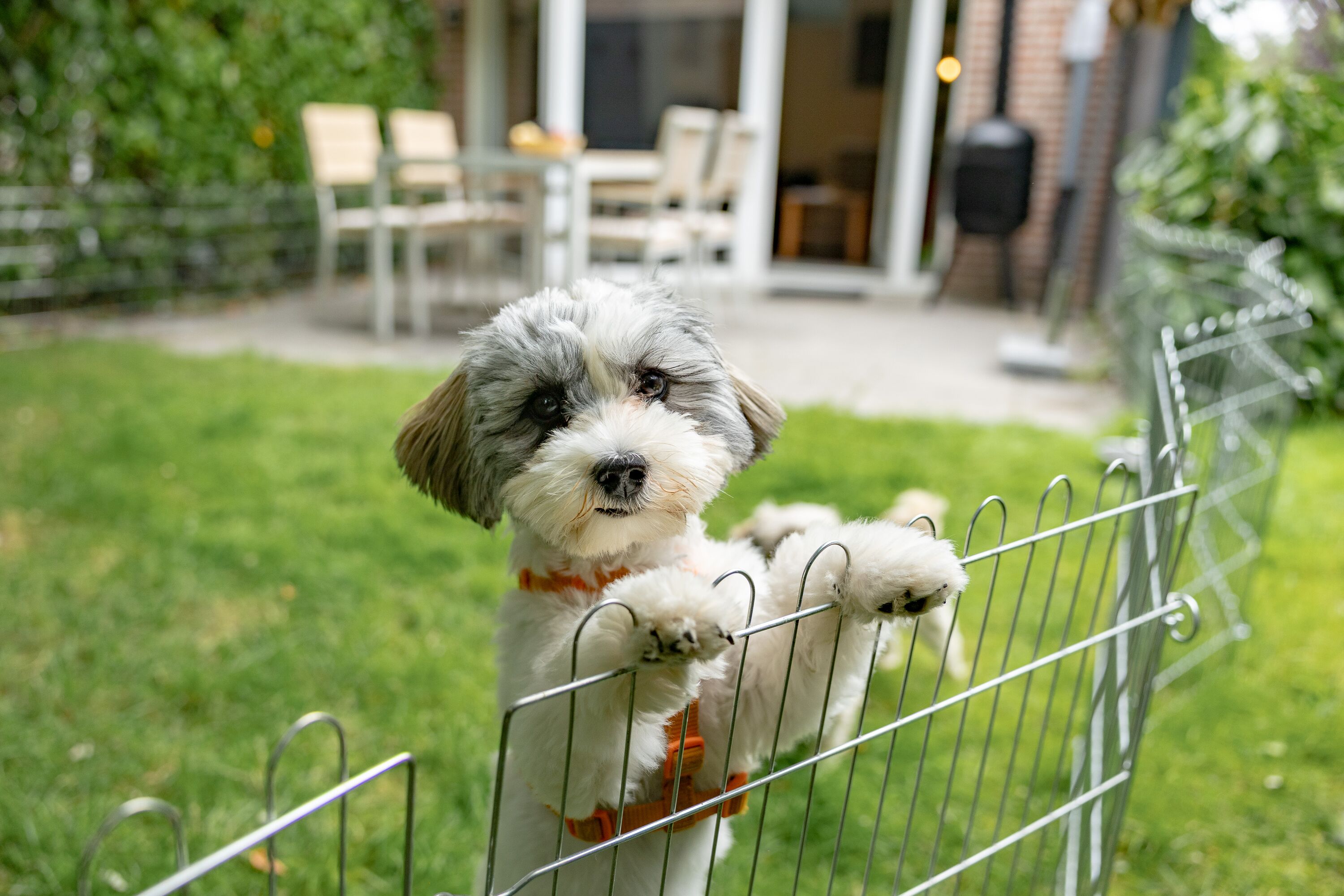 1 Hund ist herzlich willkommen