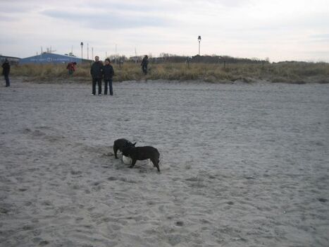 Hundestrand