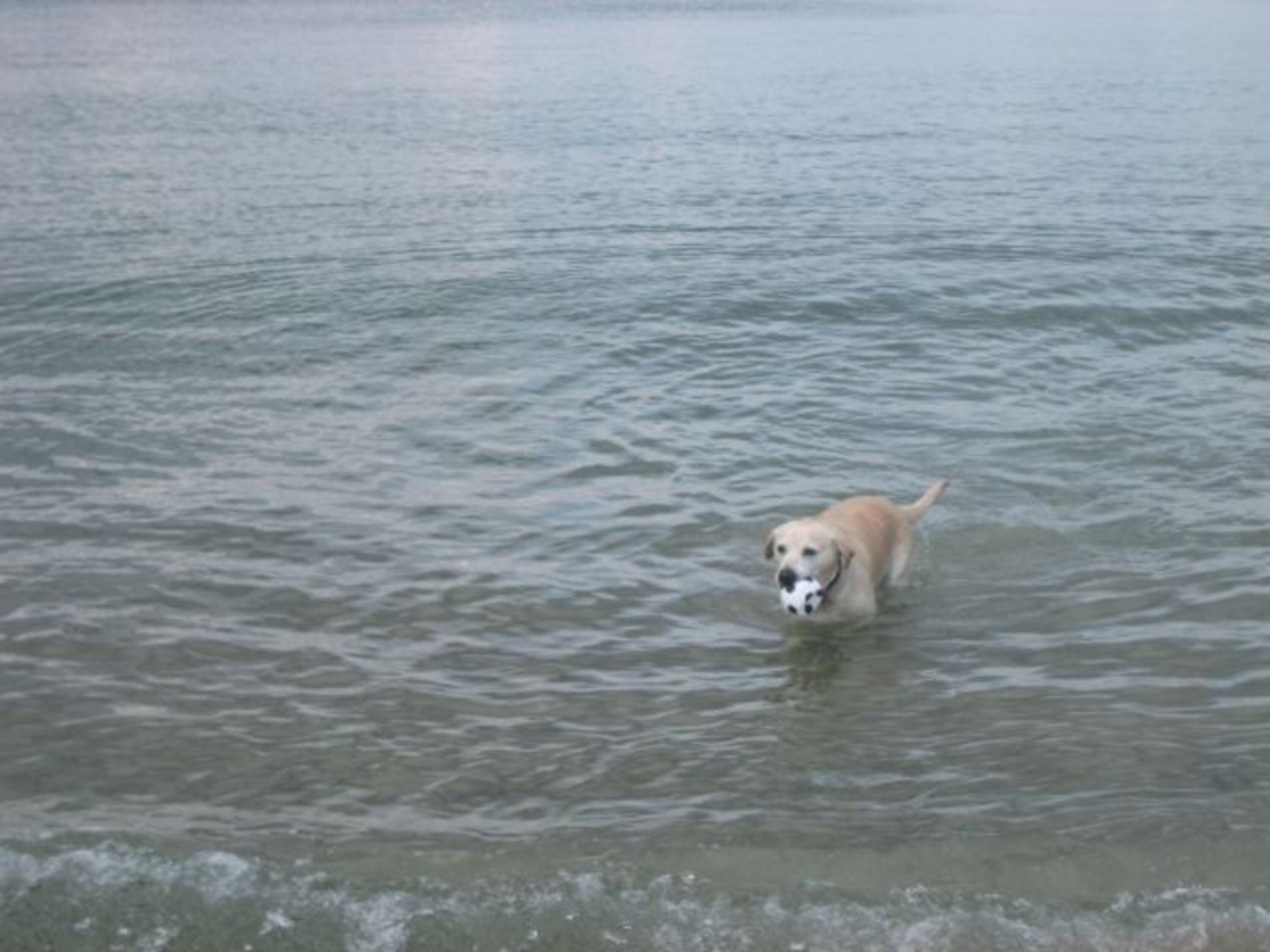 Hundestrand