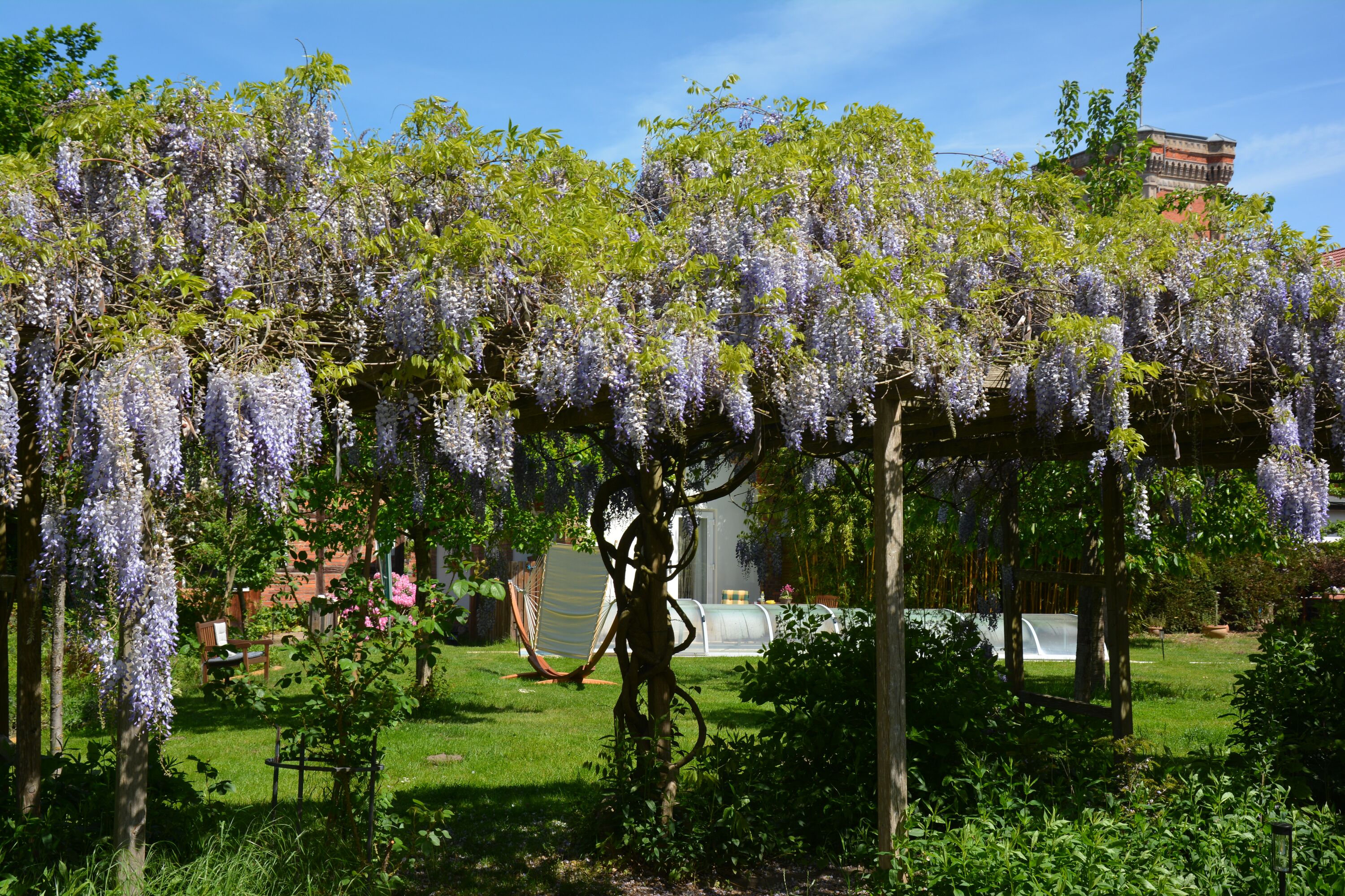 Laubengang mit Blauregen