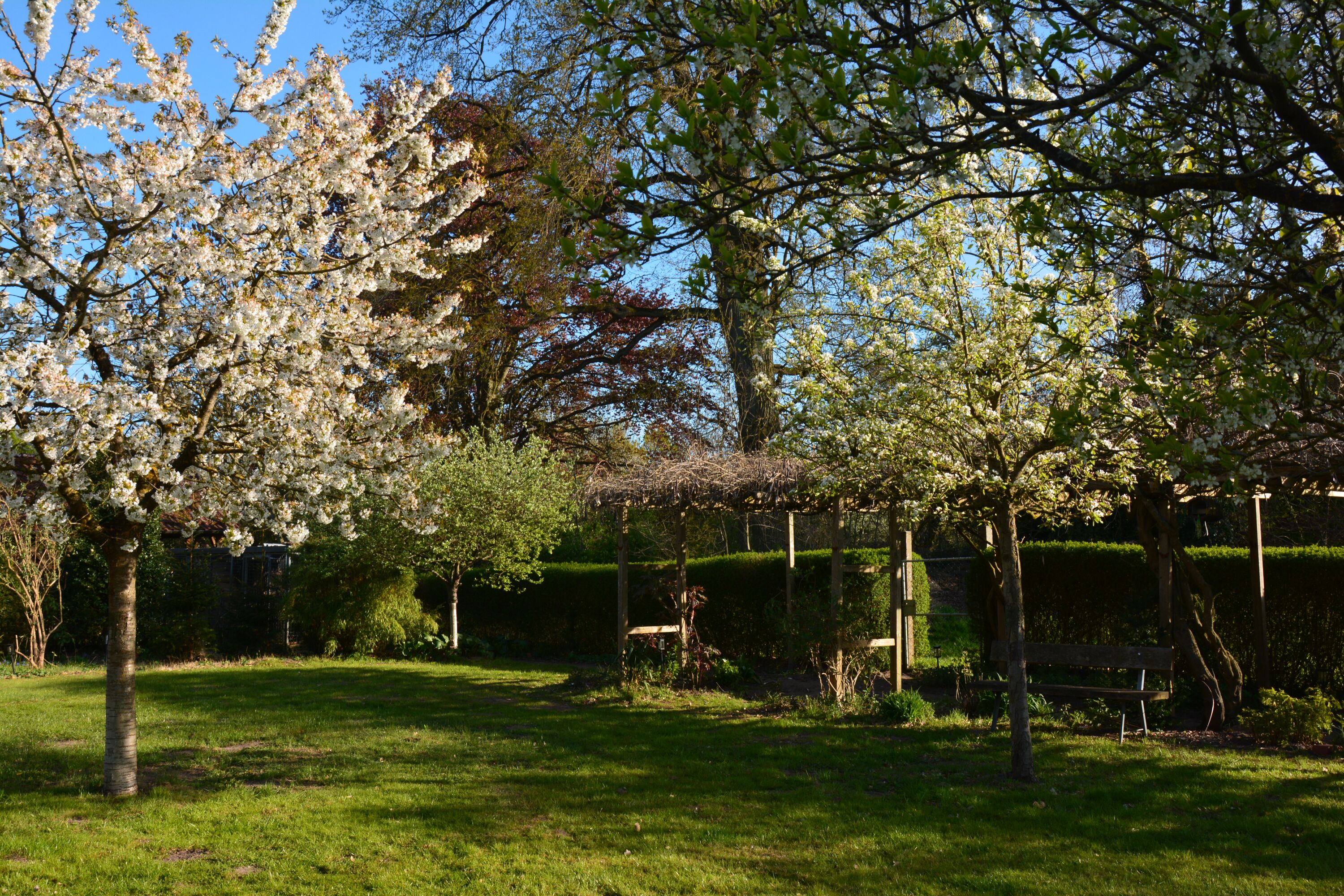 Obstwiese