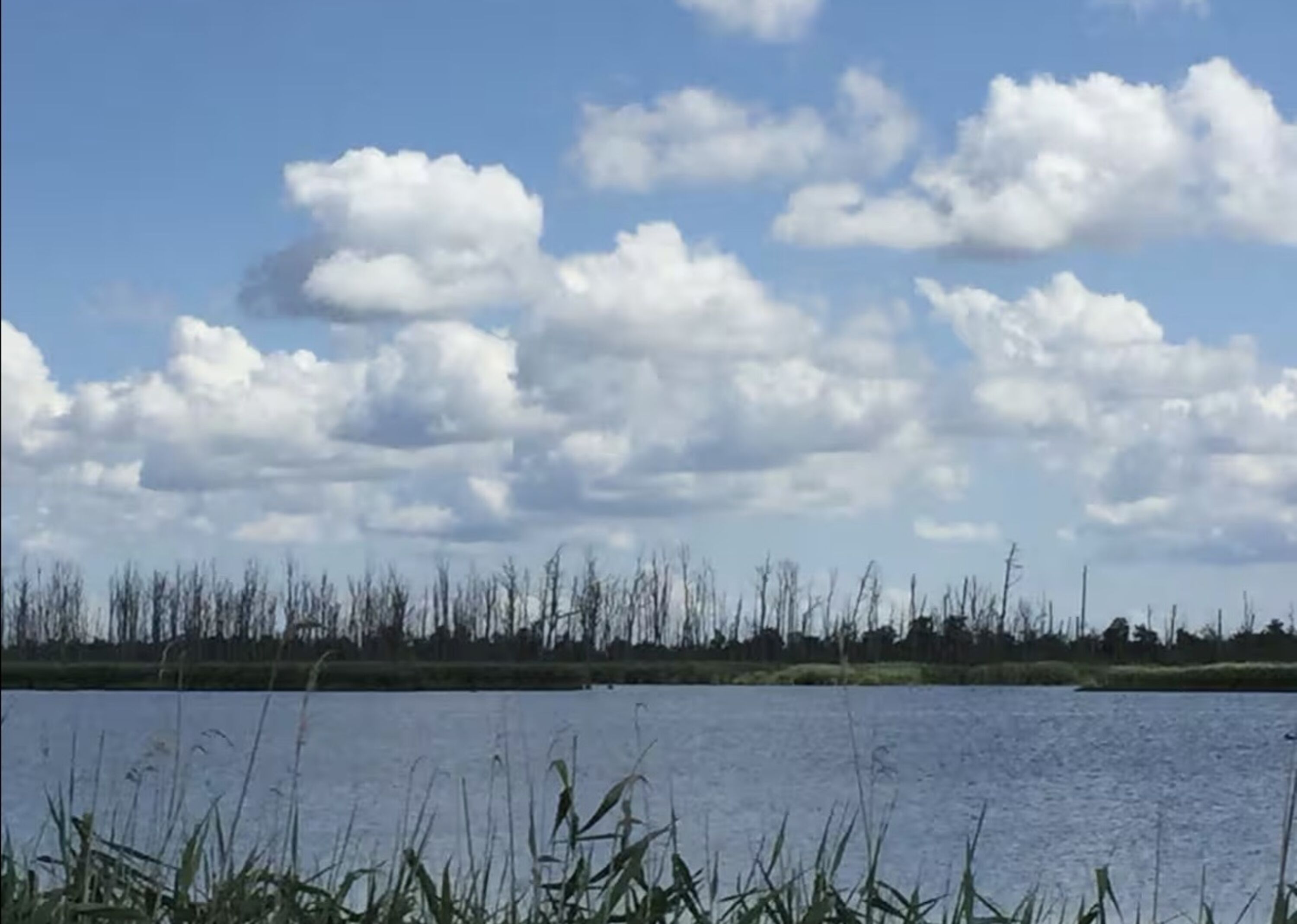 Ertrunkene Wälder