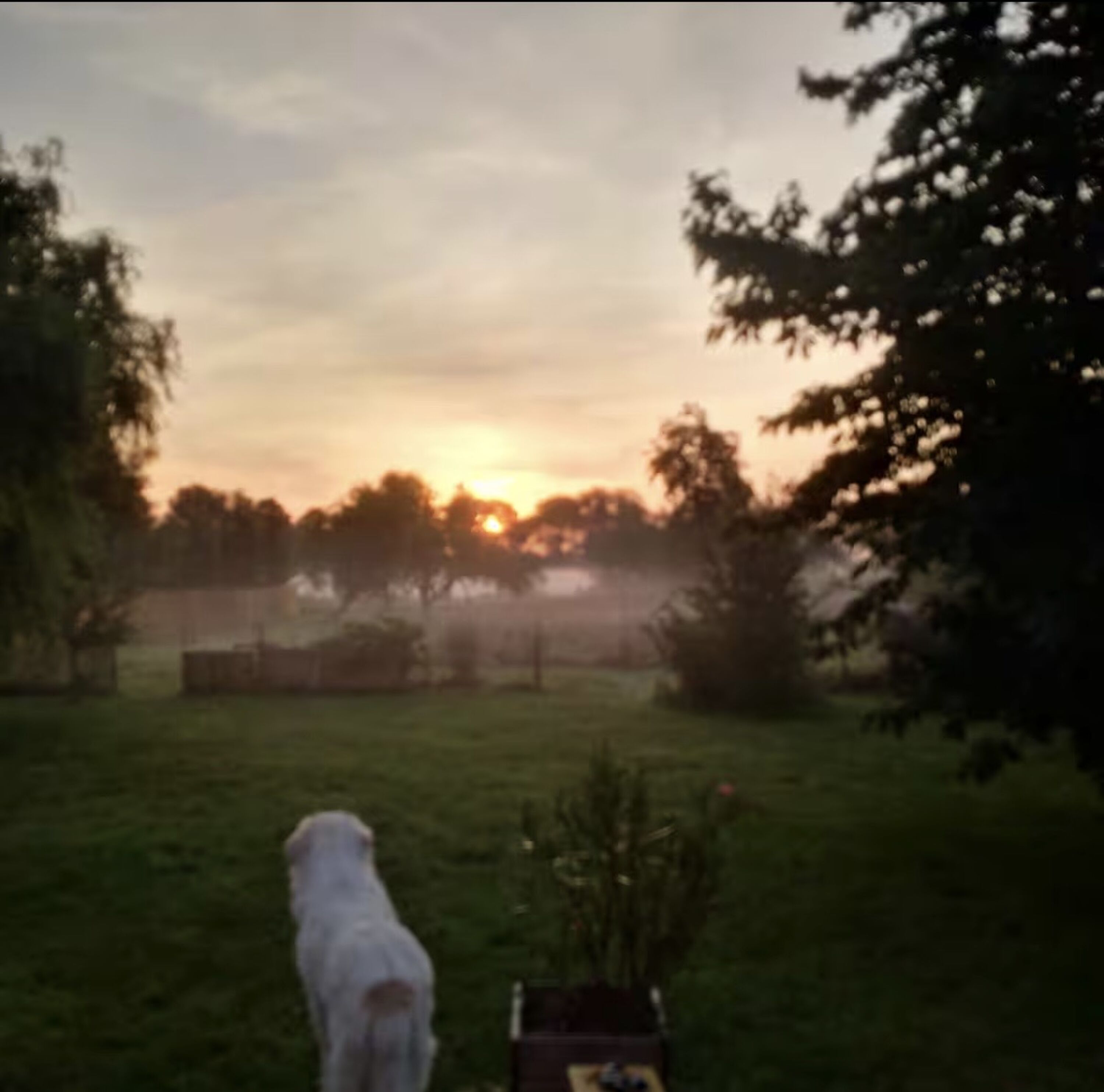 Gartenblick am Morgen