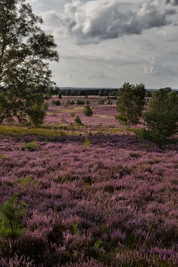 Heidelandschaft in der Umgebung