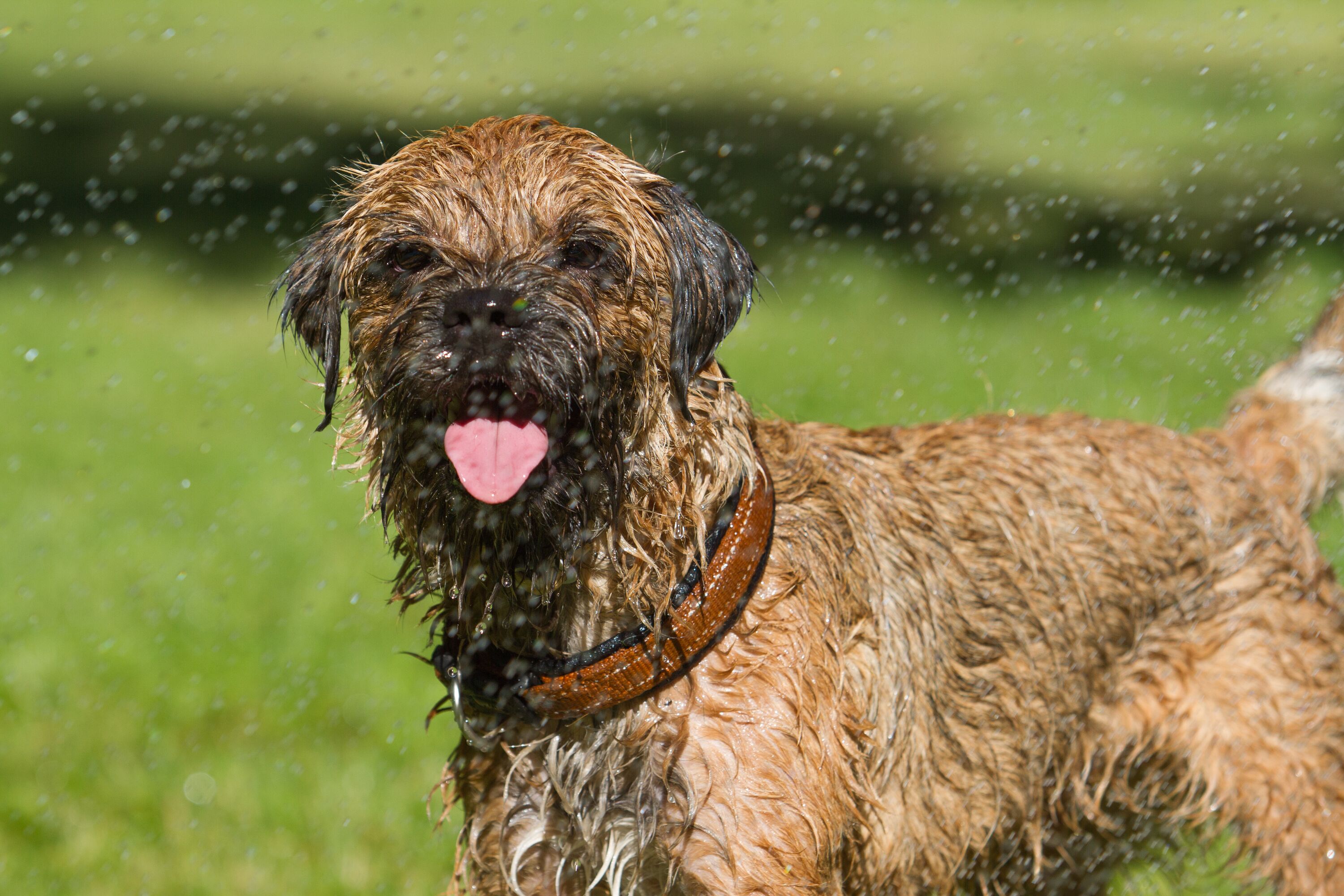 Wasserschlauchspiel mit unserem Hund