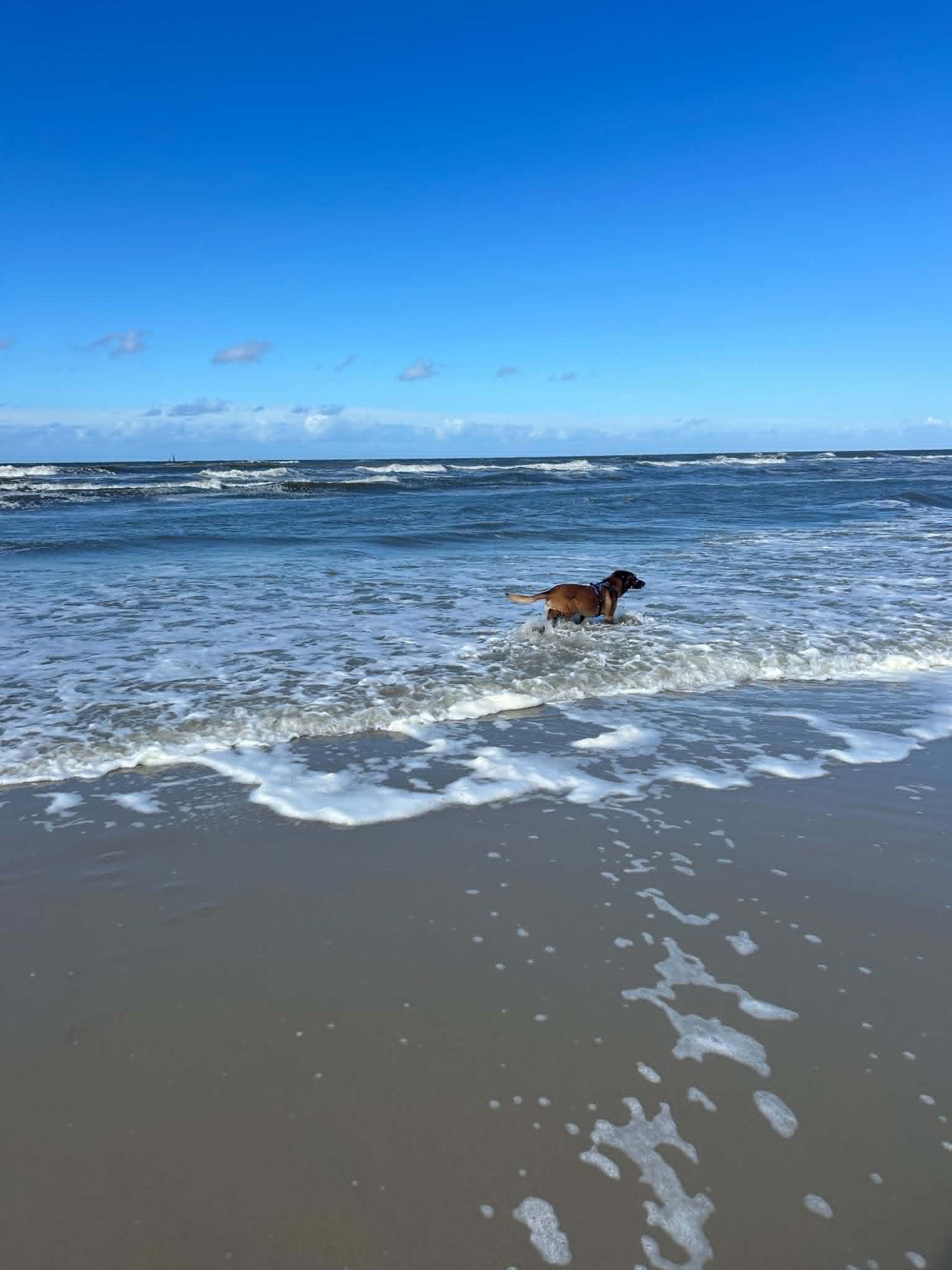 Hundestrand