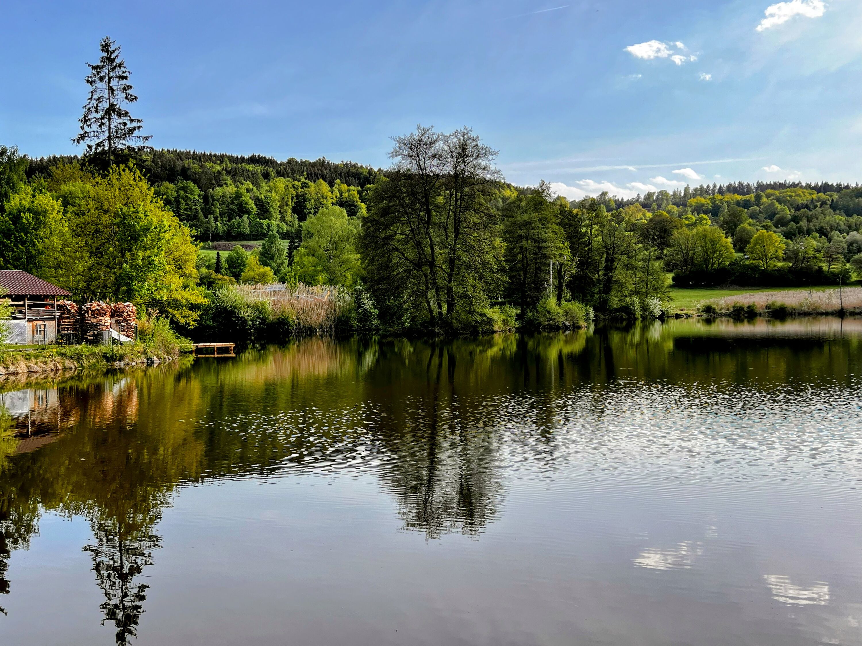 Weißmüllerweiher in Falkenstein